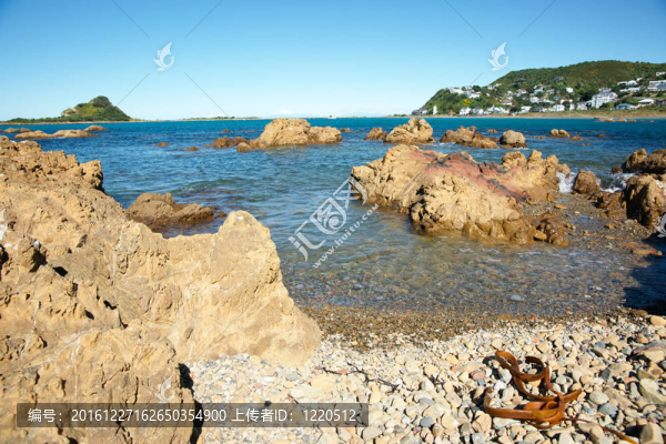 海帶躺在前景廣闊的石灘上。