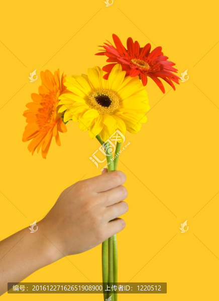 花非洲菊