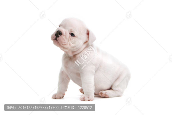 英國斗牛犬