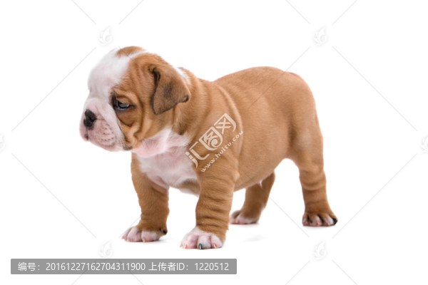 英國斗牛犬
