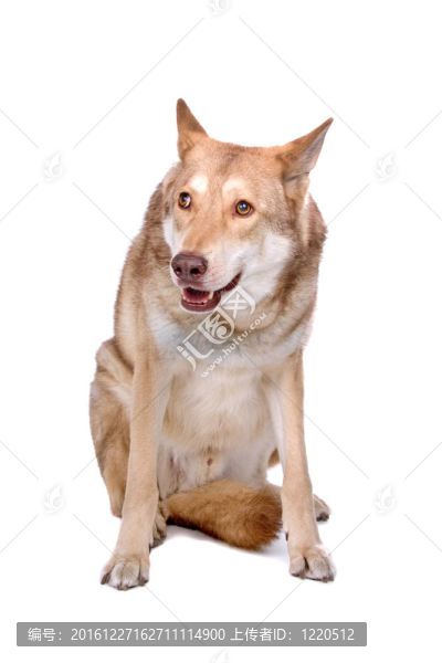 薩阿路斯狼獵犬