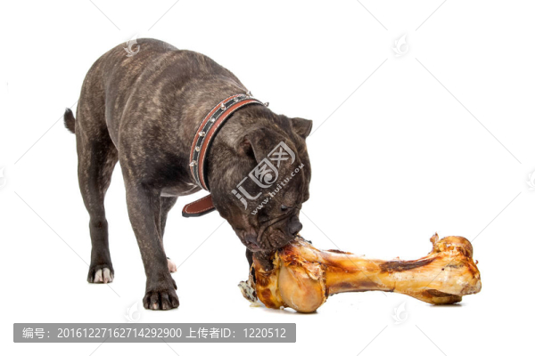 英國(guó)斗牛犬