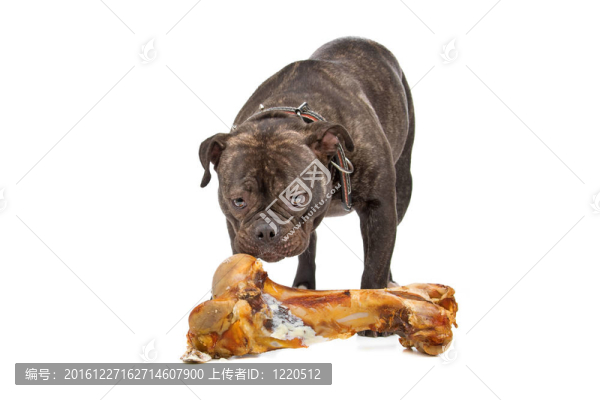 英國斗牛犬