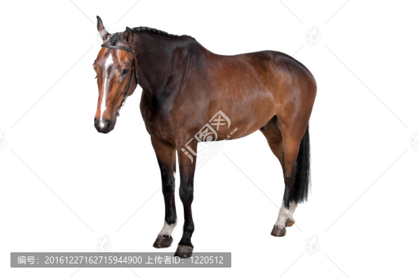 馬