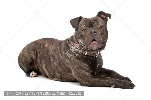 英國(guó)斗牛犬