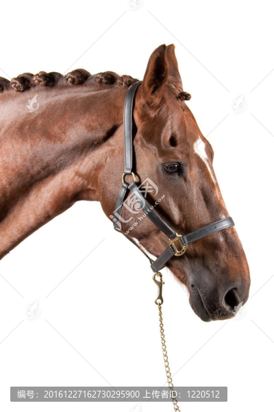 馬