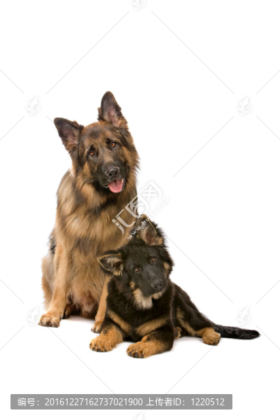 德國(guó)牧羊犬