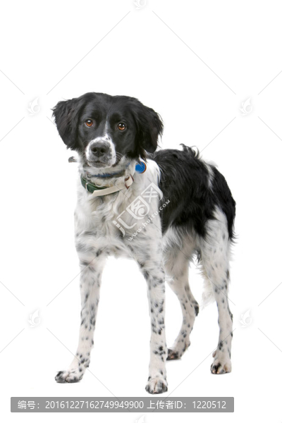 斯塔比嚎犬狗