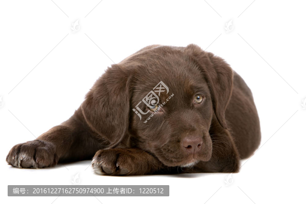 拉布拉多尋回犬