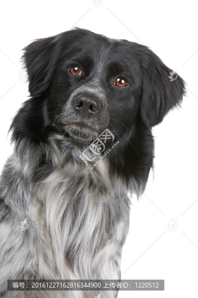 斯塔比嚎犬或弗里斯蘭指示犬