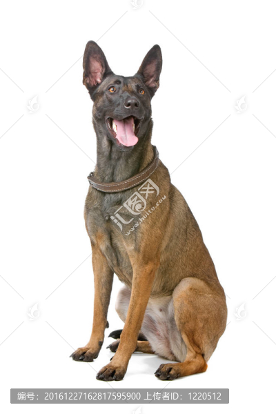 比利時牧羊犬