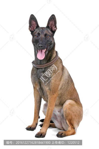 比利時牧羊犬