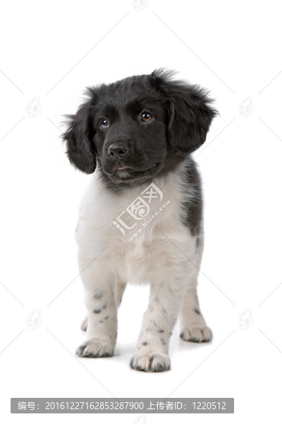 斯塔比嚎犬或弗里斯蘭指示犬