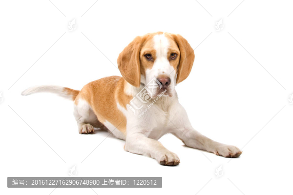 比格犬