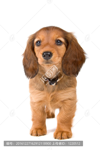 臘腸犬