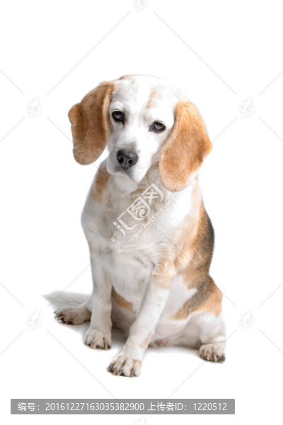 比格犬