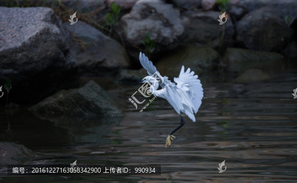 白鷺