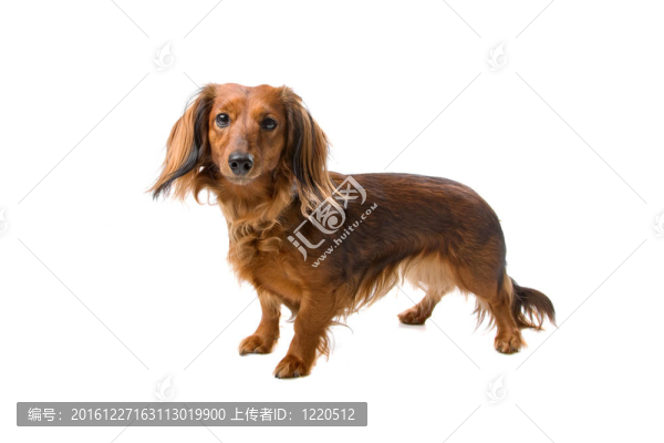 臘腸犬