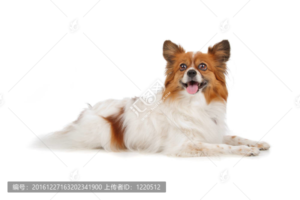 巴比