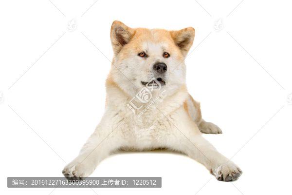 秋田犬