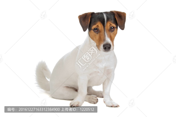 jack,russel梗