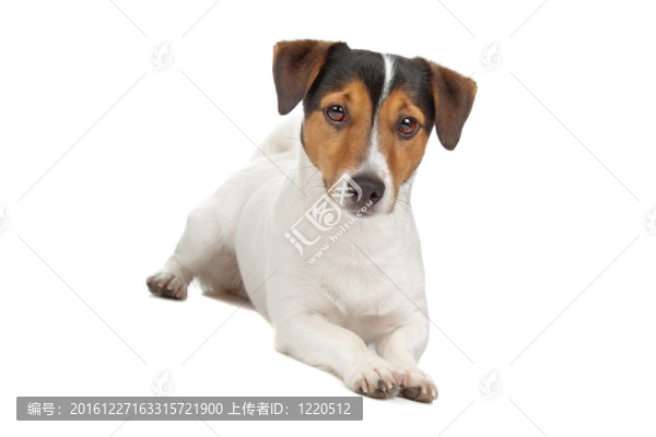 jack,russel梗
