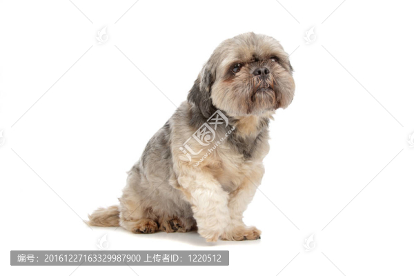 拉薩犬