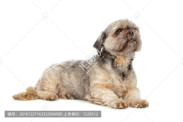 拉薩犬