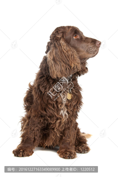 可卡犬