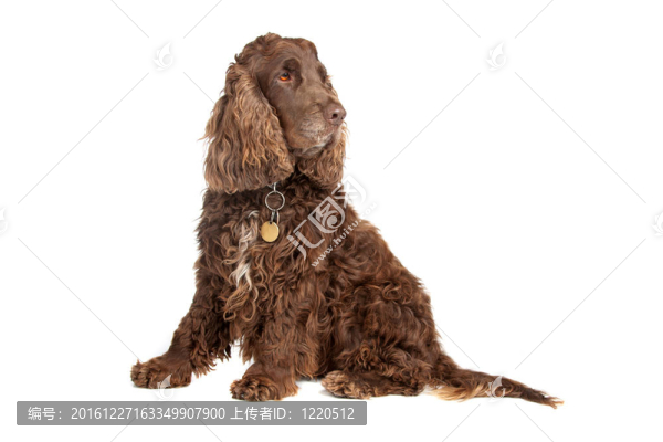 可卡犬