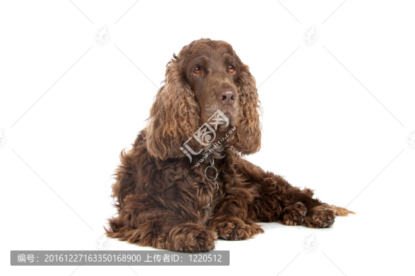 可卡犬