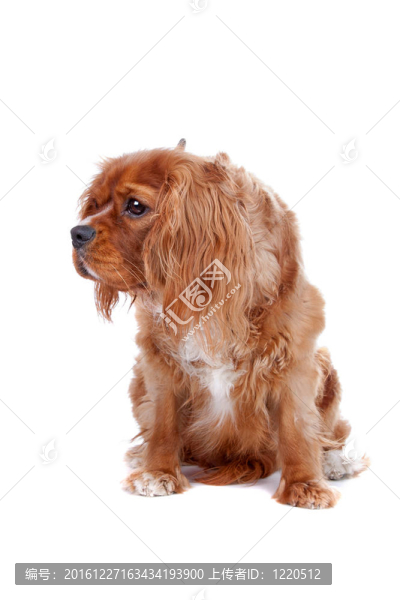 查理士王小獵犬