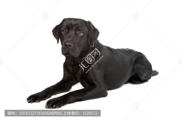 黑色拉布拉多犬