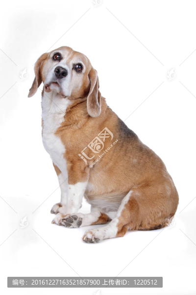 比格犬