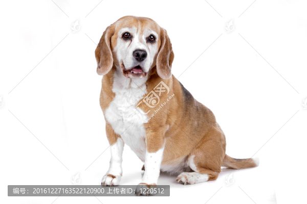 比格犬