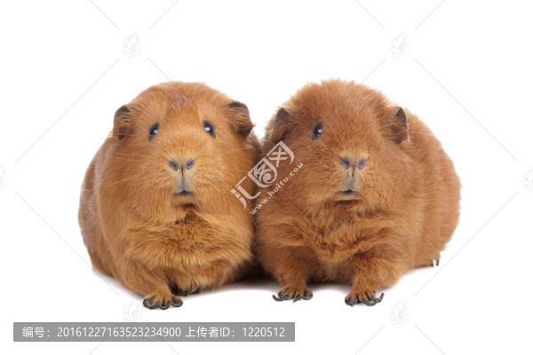 豚鼠