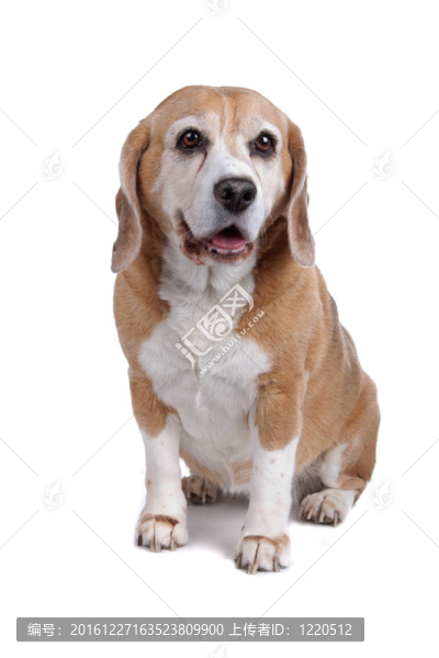 比格犬