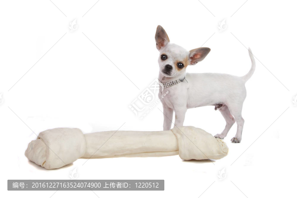 奇瓦瓦