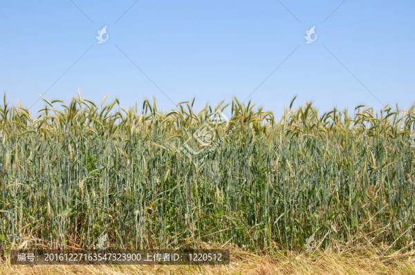 麥田