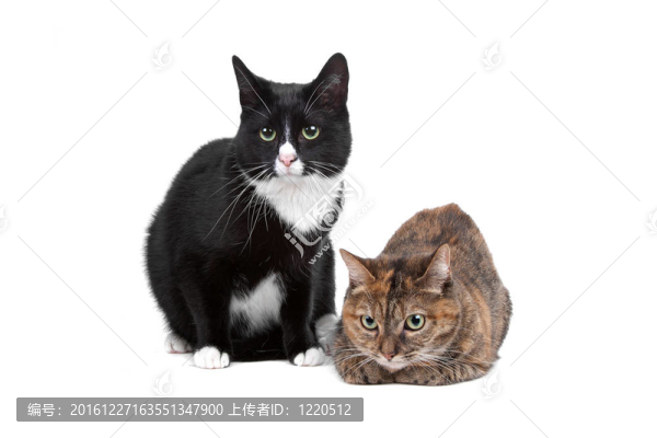 兩貓