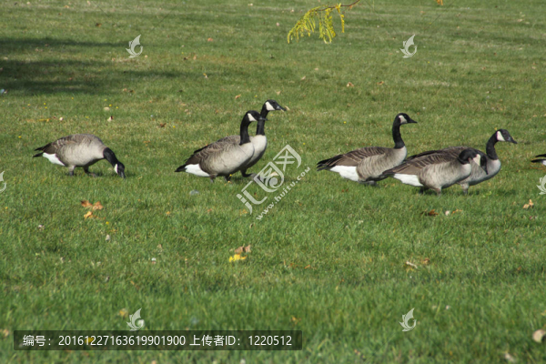 加拿大鵝（公園）