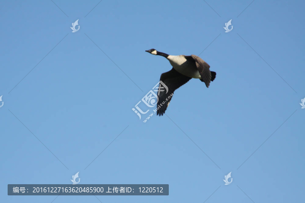加拿大鵝（飛行中）