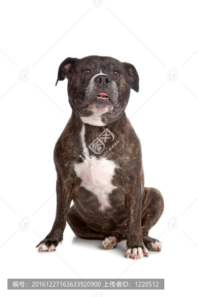 古老英國斗牛犬