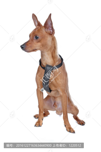 迷你杜賓犬