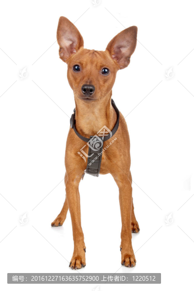 迷你杜賓犬