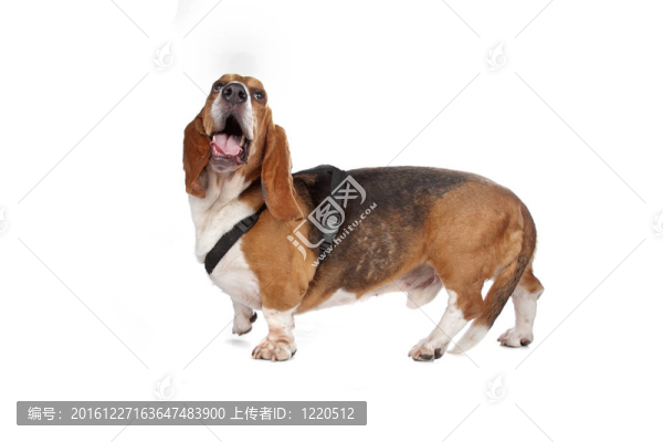 巴吉度獵犬