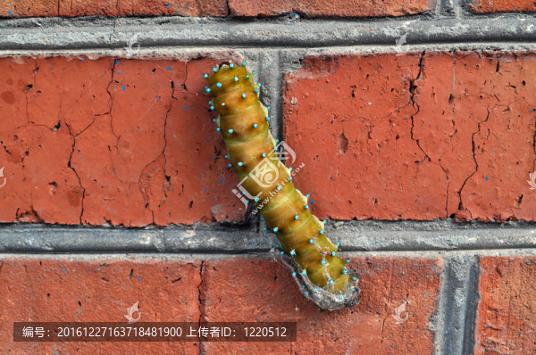 卡特彼勒