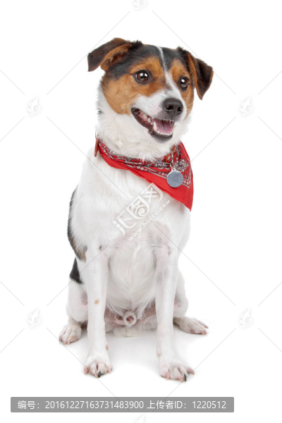jack,russel梗