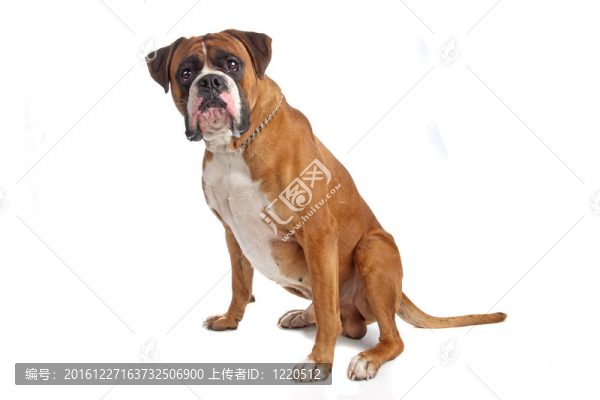 拳擊手