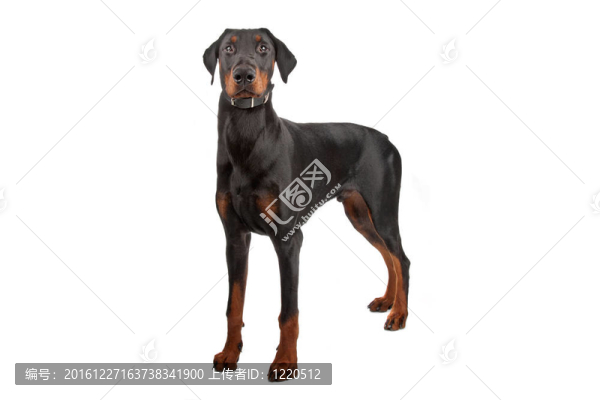杜賓犬